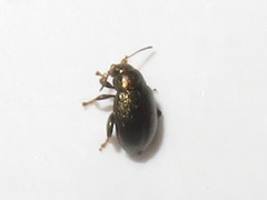 Chaetocnema hortensis