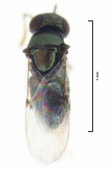 Psyllaephagus acaciae