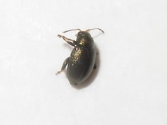 Chaetocnema hortensis