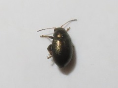Chaetocnema hortensis