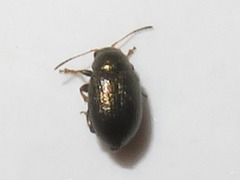 Chaetocnema hortensis