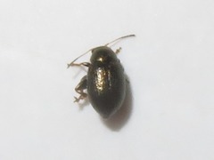 Chaetocnema hortensis