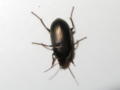 Amara similata