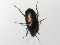 Amara similata