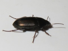 Amara similata