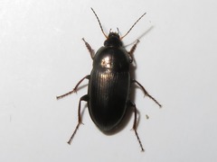 Amara similata