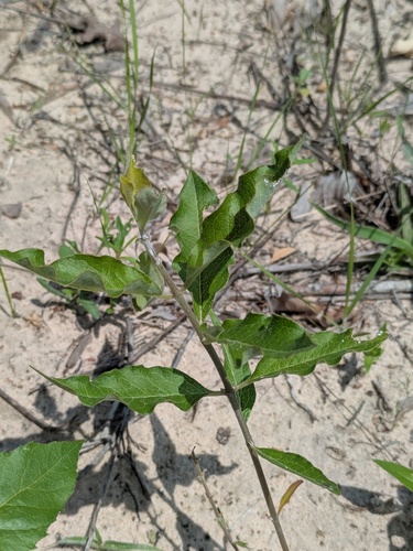 Asclepias tonkawae (Asclepias tonkawae)