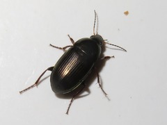 Amara similata