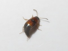 Tachyporus solutus