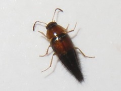 Tachyporus solutus
