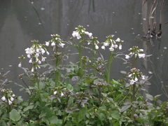 Cardamine tenera