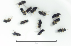 Psyllaephagus acaciae