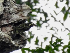 Buccanodon duchaillui