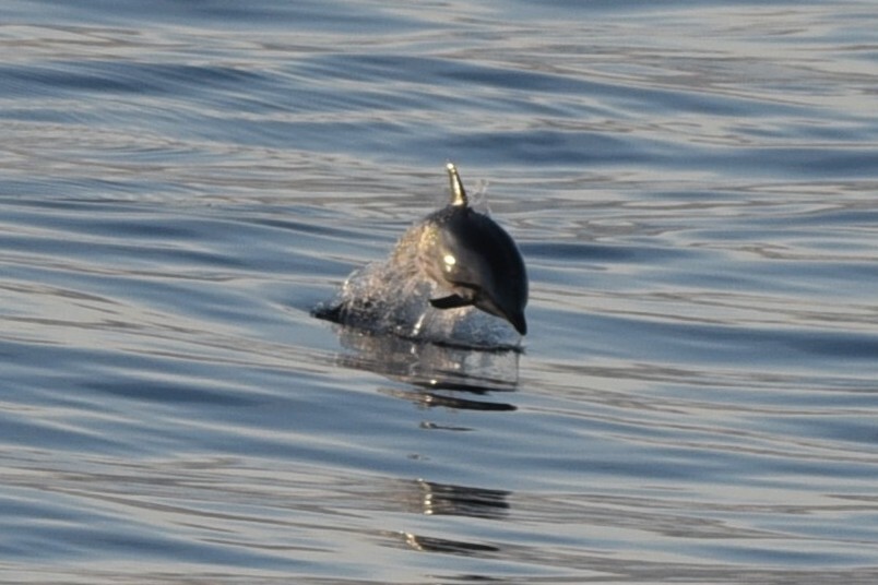 Stenella coeruleoalba