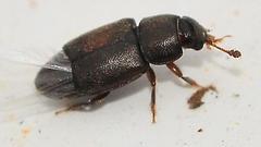 Carpophilus brachypterus