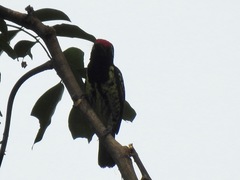 Buccanodon duchaillui