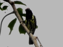 Buccanodon duchaillui