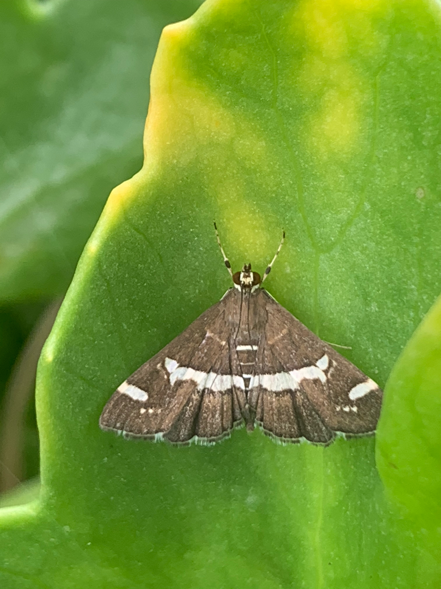 Polilla del betabel