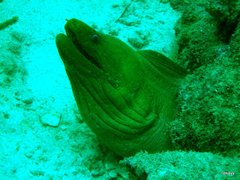 Gymnothorax funebris