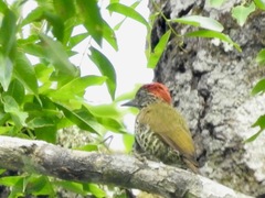 Chloropicus gabonensis