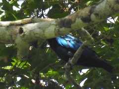 Hylopsar purpureiceps