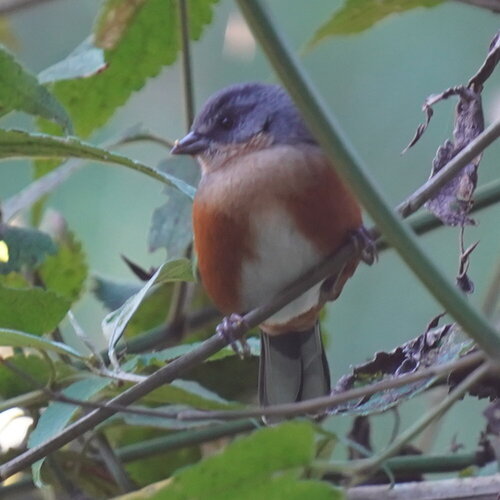 Buff-throated Warbling Finch (Microspingus lateralis), photo 8