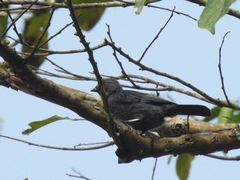 Melaniparus funereus