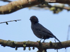 Melaniparus funereus