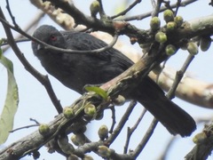 Melaniparus funereus