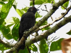 Melaniparus funereus