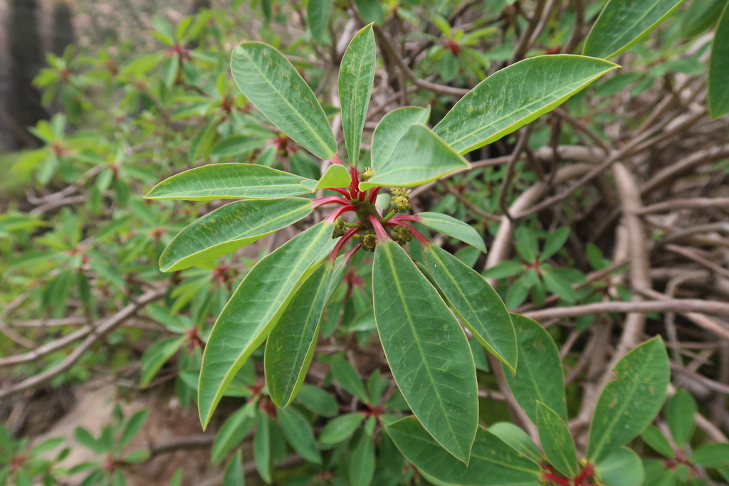 Euphorbia apurimacensis