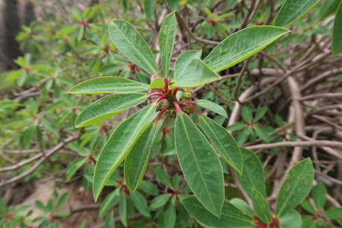 Euphorbia apurimacensis