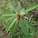 Euphorbia apurimacensis - Photo (c) danplant,  זכויות יוצרים חלקיות (CC BY-NC), הועלה על ידי danplant