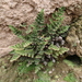 Cheilanthes arequipensis - Photo (c) danplant, algunos derechos reservados (CC BY-NC), subido por danplant