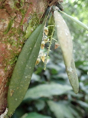 Zygostates pellucida