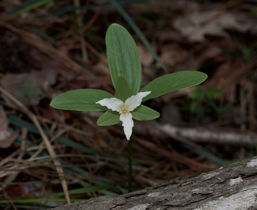Image of Trillium texanum by (c) Michelle W. （鍾偉瑋）, some rights reserved (CC BY)