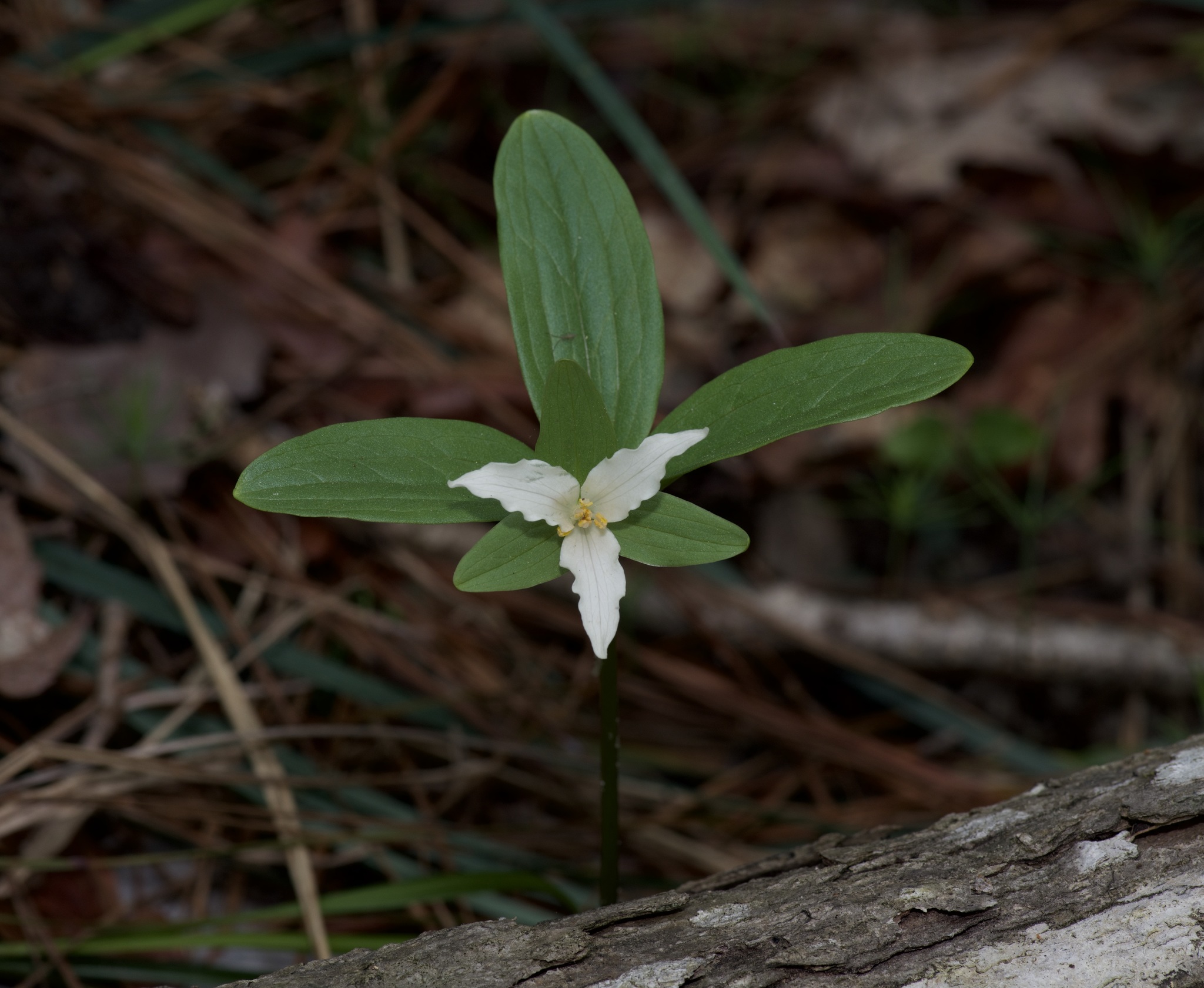 Trillium texanum