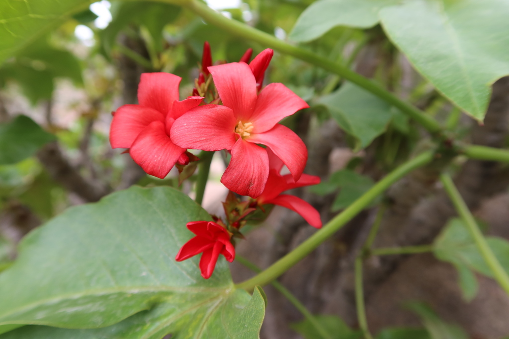 Jatropha macrantha