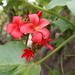 Jatropha macrantha - Photo (c) danplant, some rights reserved (CC BY-NC), uploaded by danplant