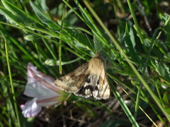 Heliothis adaucta