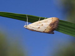 Evergestis extimalis