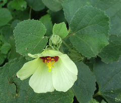 Pavonia senegalensis image