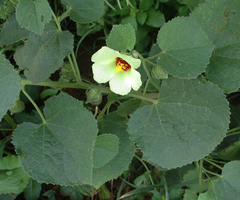 Pavonia senegalensis image