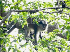 Cercopithecus pogonias