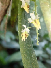 Zygostates pellucida