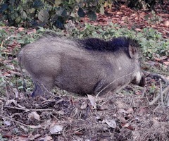 Sus scrofa cristatus