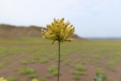 Leptoglossis ferreyraei
