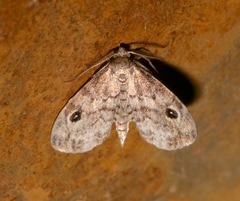 Melanomma auricinctaria