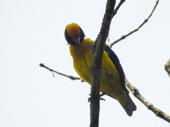 Ploceus dorsomaculatus
