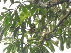 Ploceus dorsomaculatus